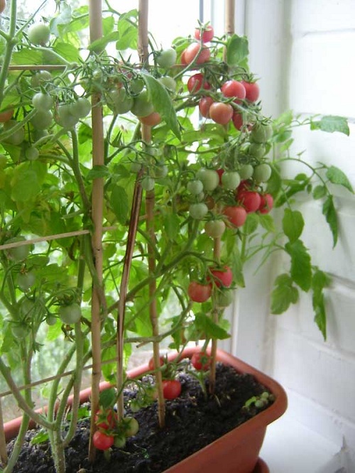 Сколько живут томаты в домашних условиях