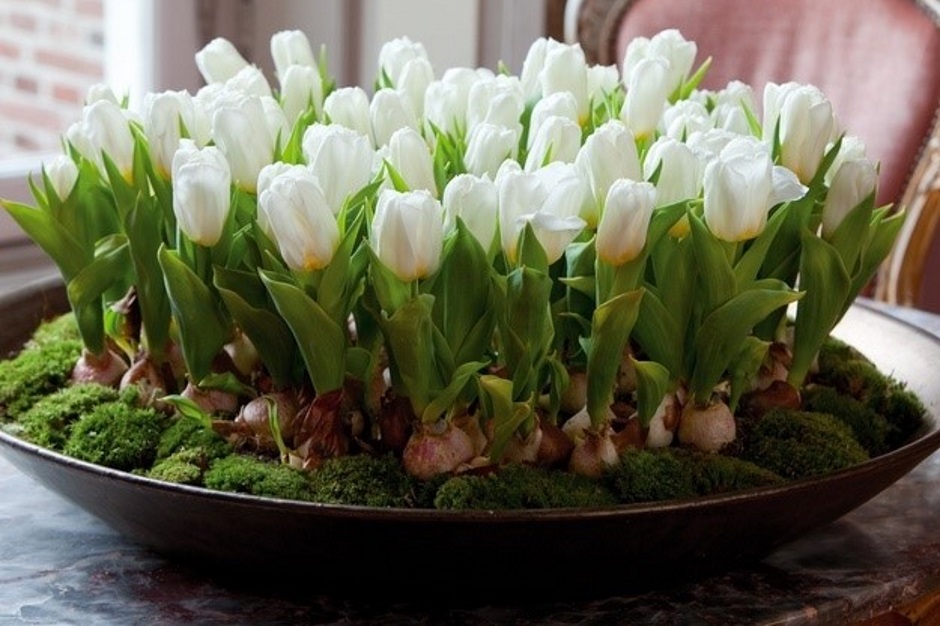 как сохранить букет тюльпанов свежим в домашних условиях