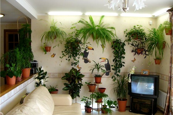Неприхотливые интерьерные растения: ТОП стойких и декоративных комнатных цветов