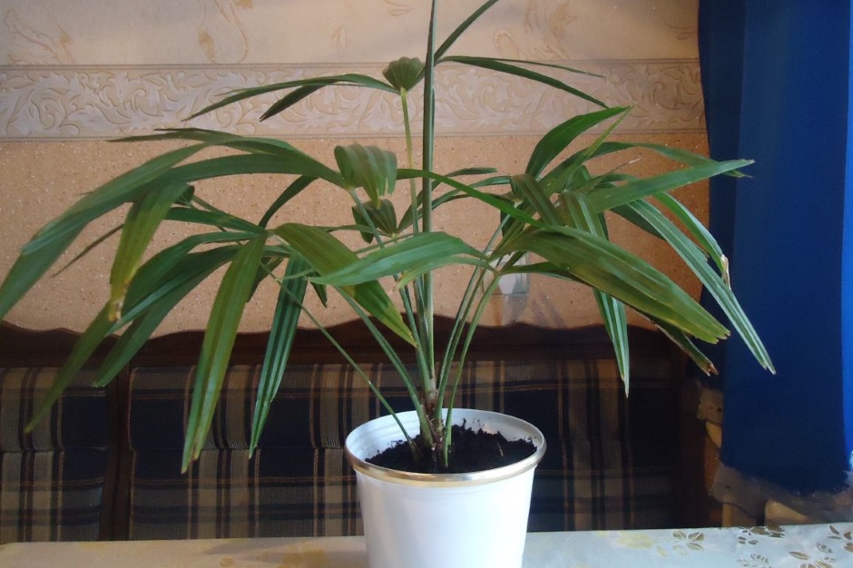 Как вырастить финиковую пальму в домашних условиях?