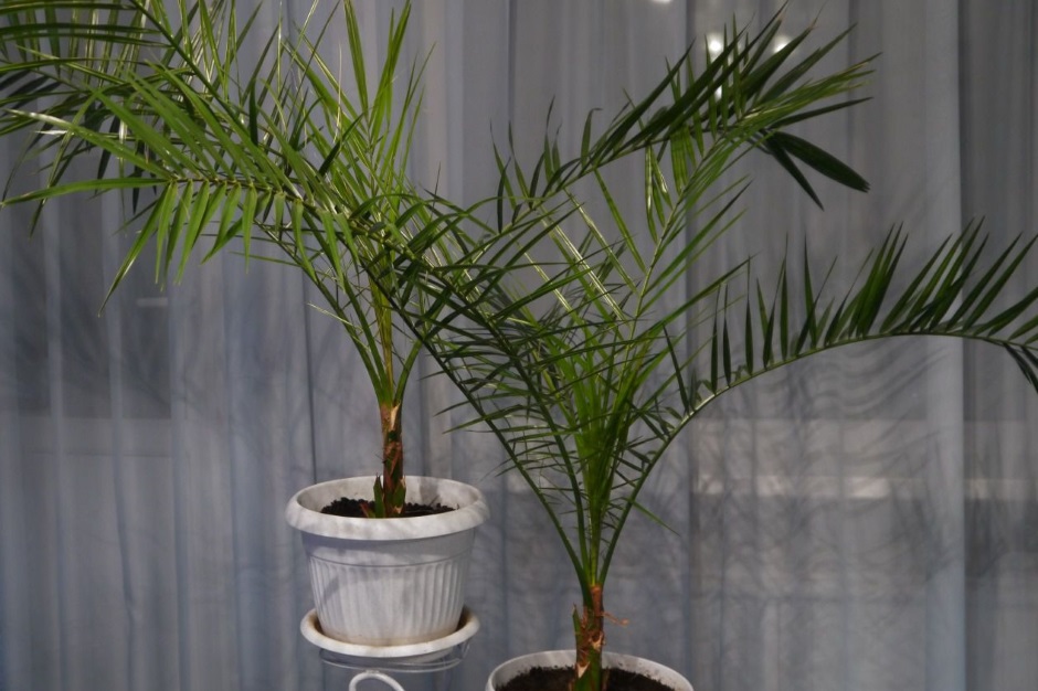 Уход за Финиковой пальмой (Phoenix Roebelenii) в домашних условиях | prachka-mira.ru