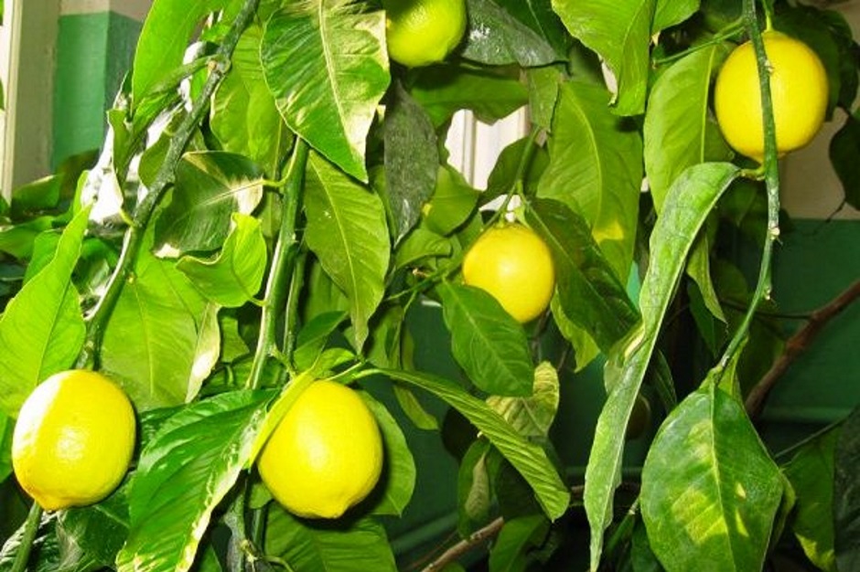 Как посадить лимонное дерево в домашних условиях