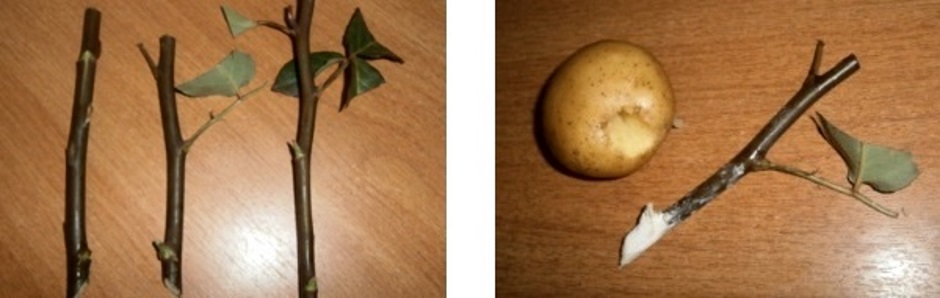 посадка черенка розы в картошку