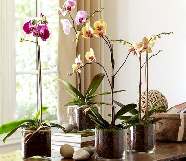 орхидеи в горшках как ухаживать в домашних условиях