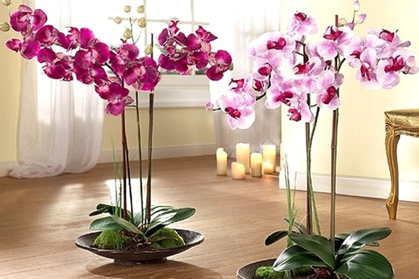 орхидеи в горшках как ухаживать в домашних условиях
