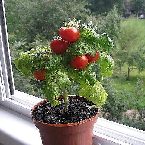 как вырастить томаты на подоконнике в домашних условиях из семян