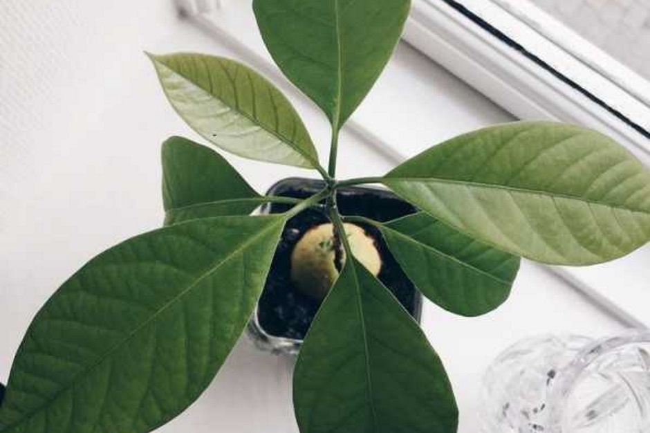 как вырастить авокадо из косточки в домашних условиях