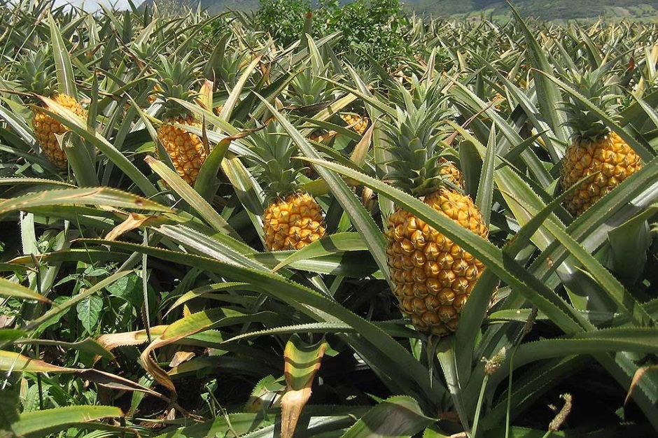 выращивание ананаса