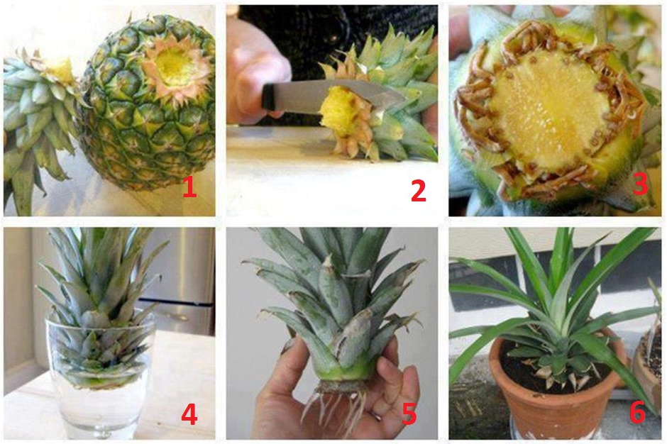 как вырастить ананас в домашних условиях 